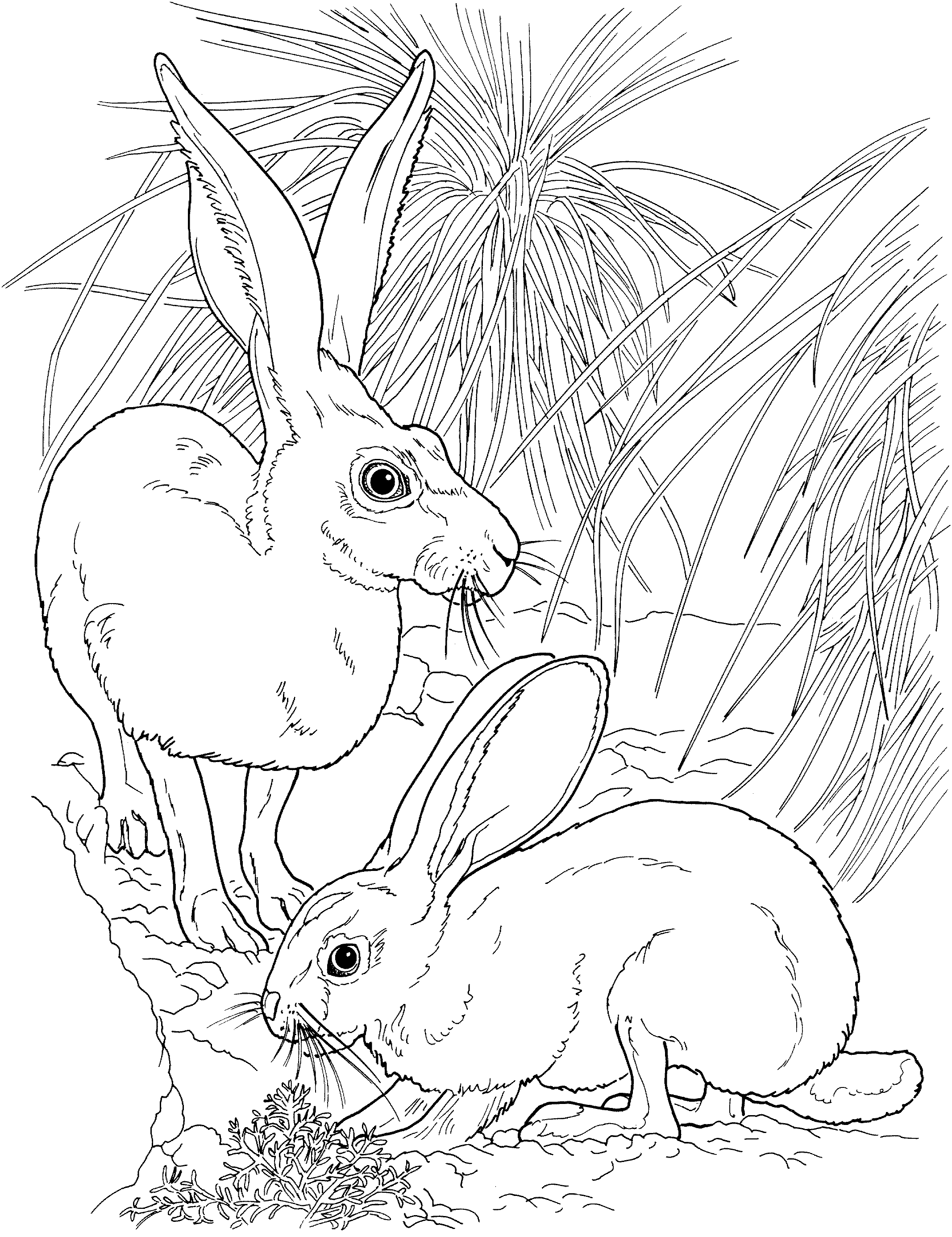 Coloring Pages Bunny 12