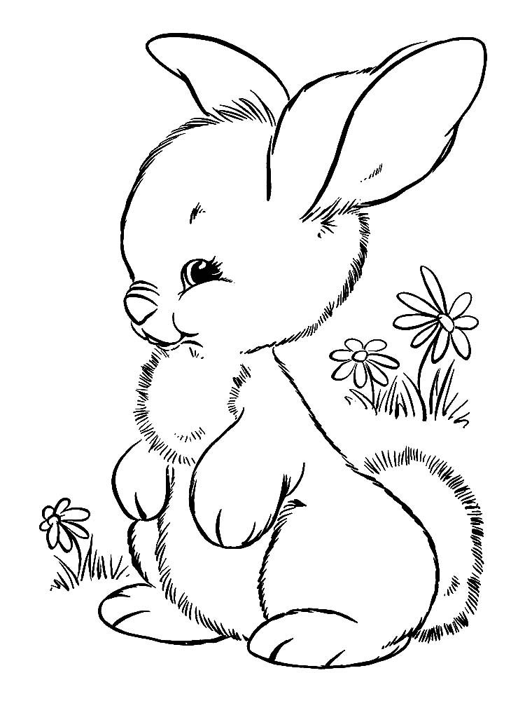 Coloring Pages Bunny 6