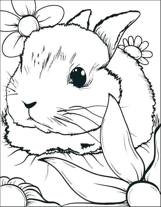 Coloring Pages Bunny 60