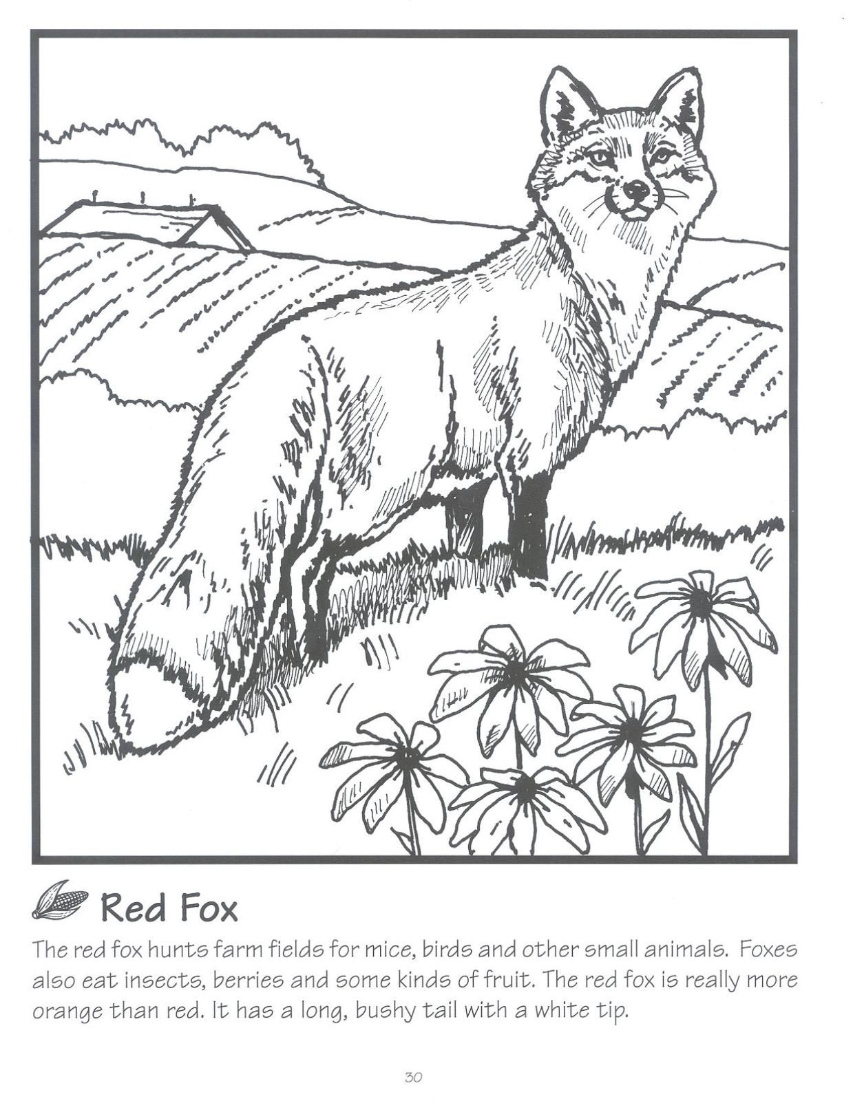 Coloring Pages Fox 48