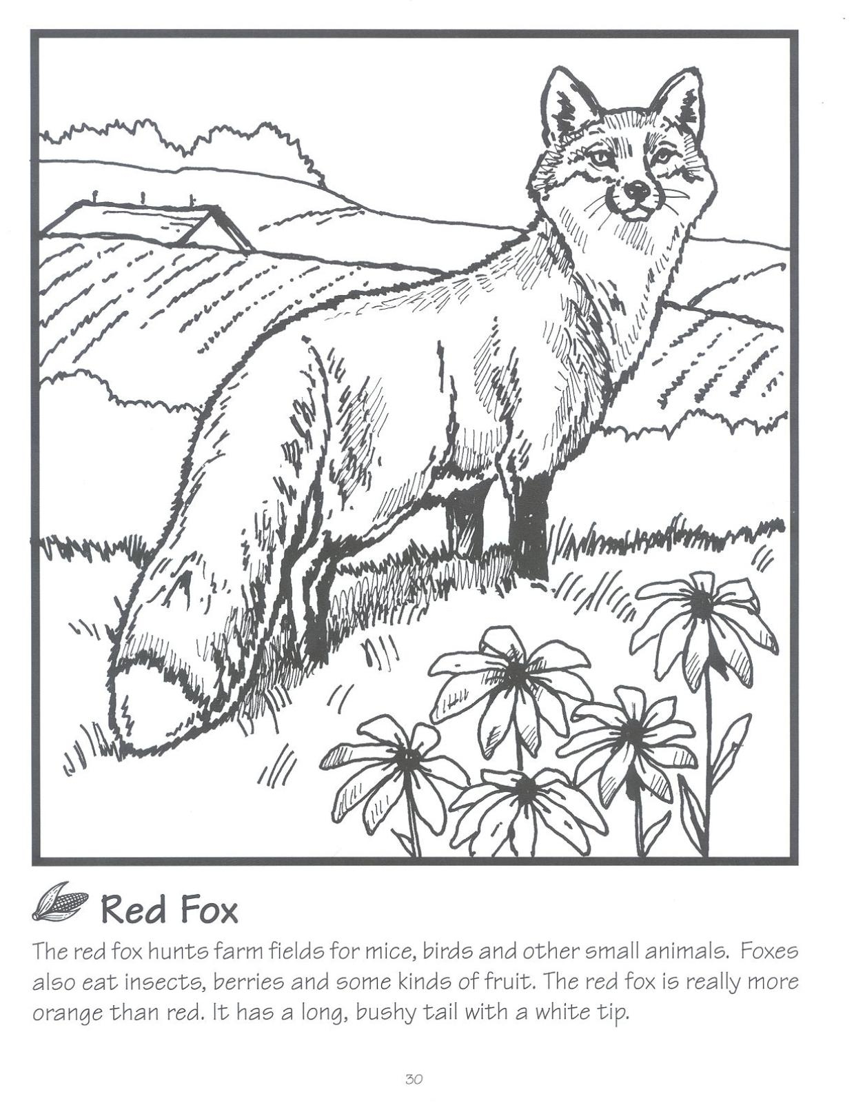 Coloring Pages Fox 52