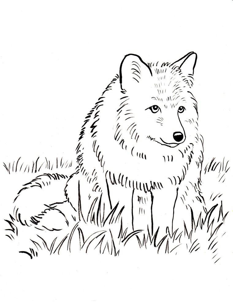 Coloring Pages Fox 6