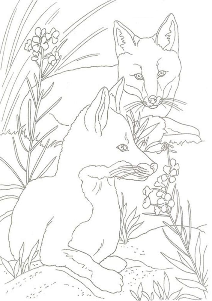 Coloring Pages Fox 66