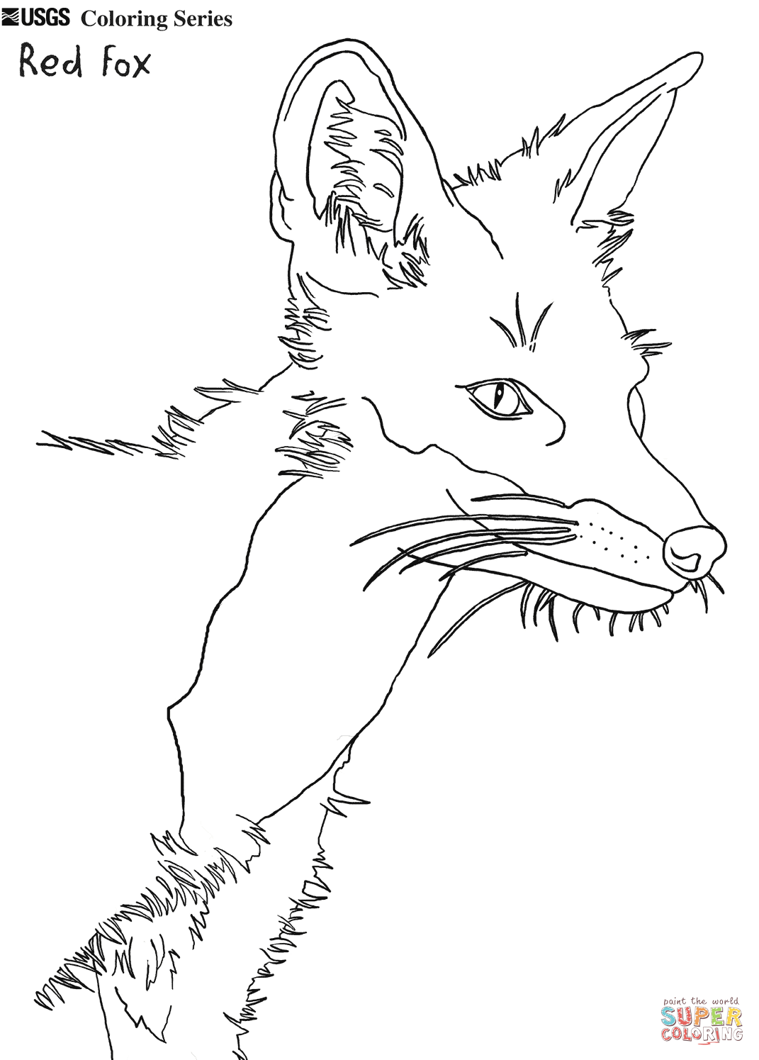 Coloring Pages Fox 8