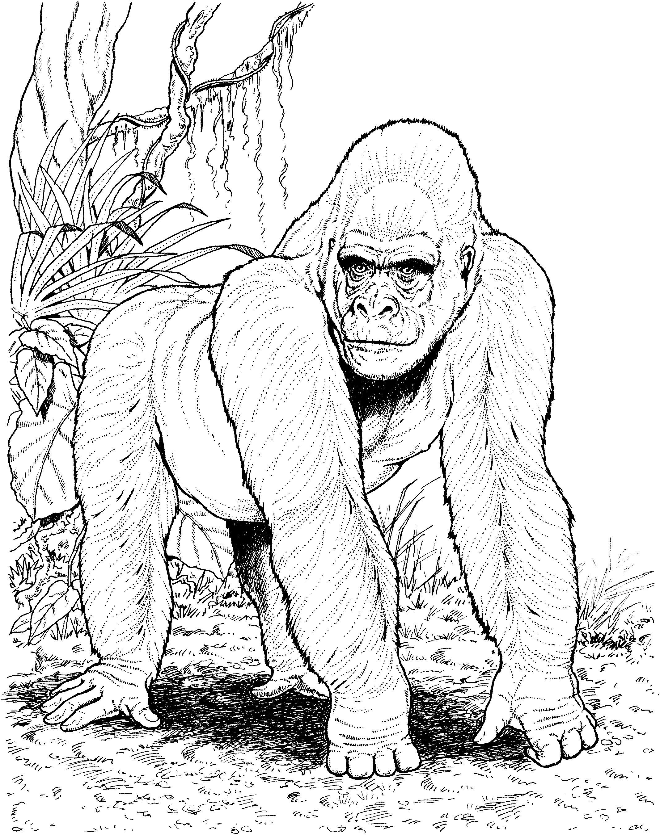 Coloring Pages Of Gorillas 12