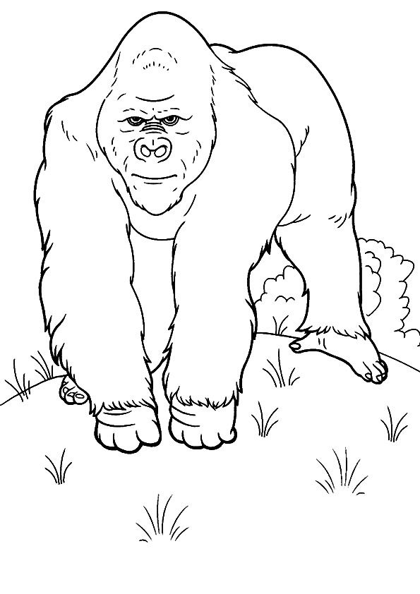 Coloring Pages Of Gorillas 4