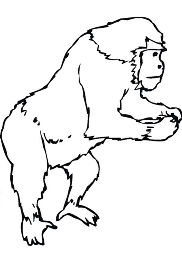 Coloring Pages Of Gorillas 62