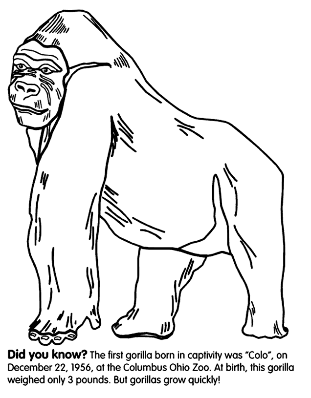 Coloring Pages Of Gorillas 69