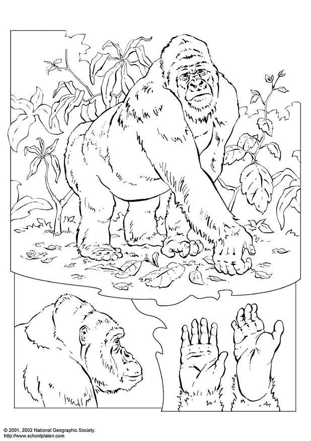 Coloring Pages Of Gorillas 88