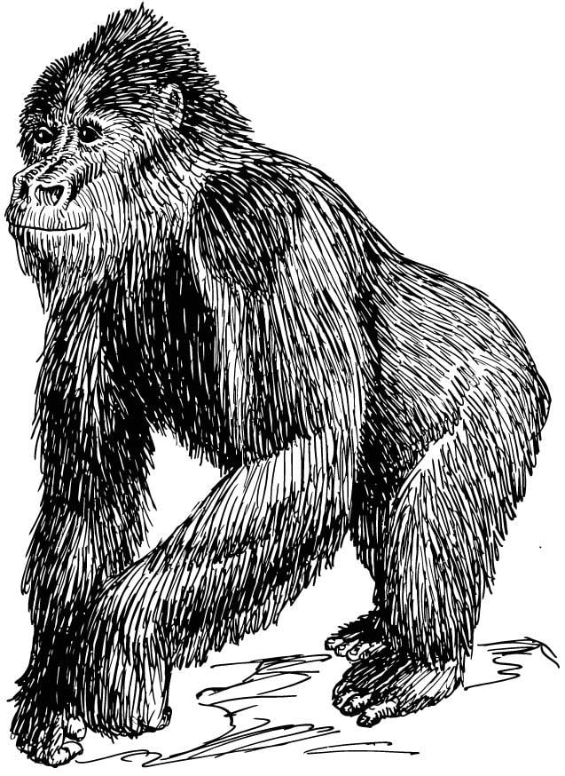 Coloring Pages Of Gorillas 89