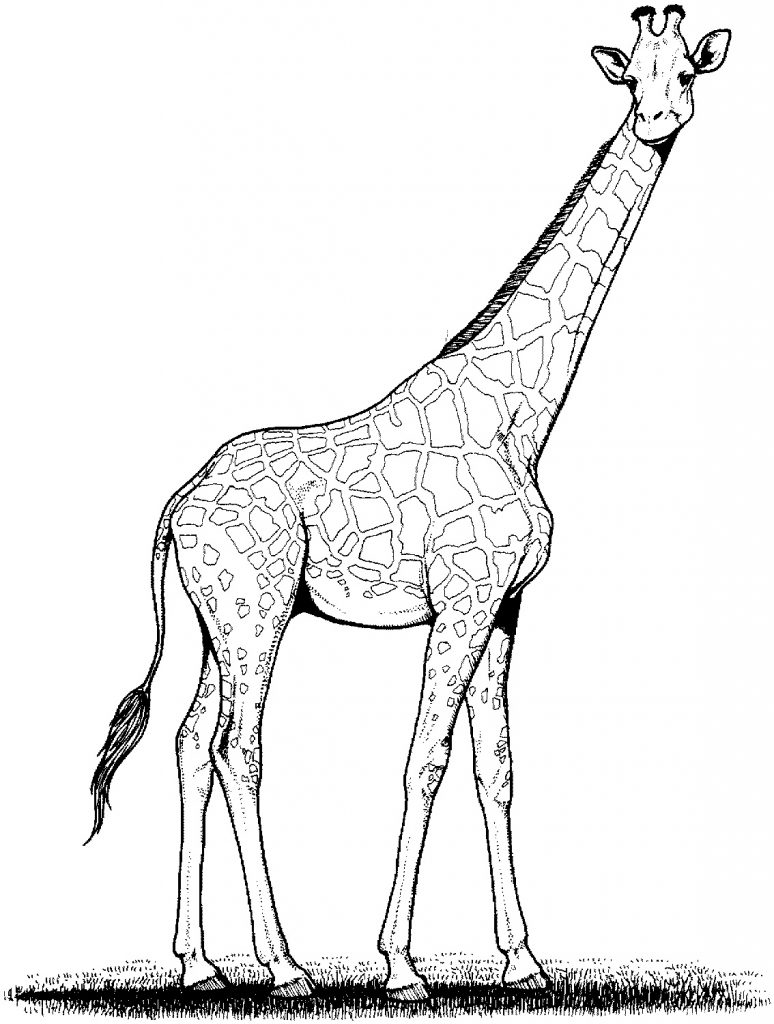 Giraffe Coloring Sheet 11