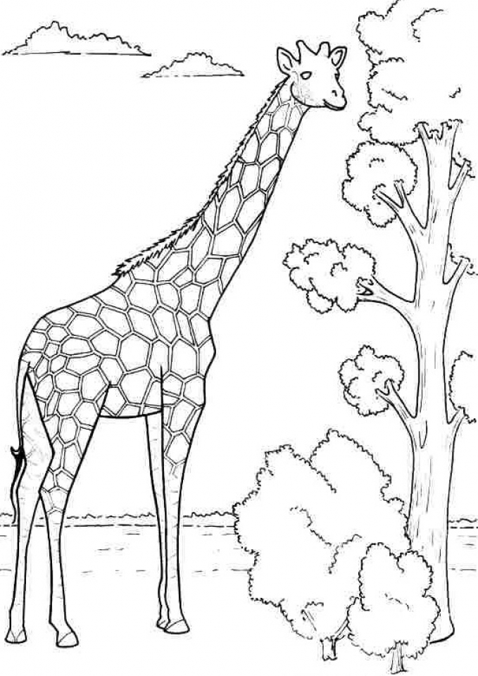 Giraffe Coloring Sheet 21