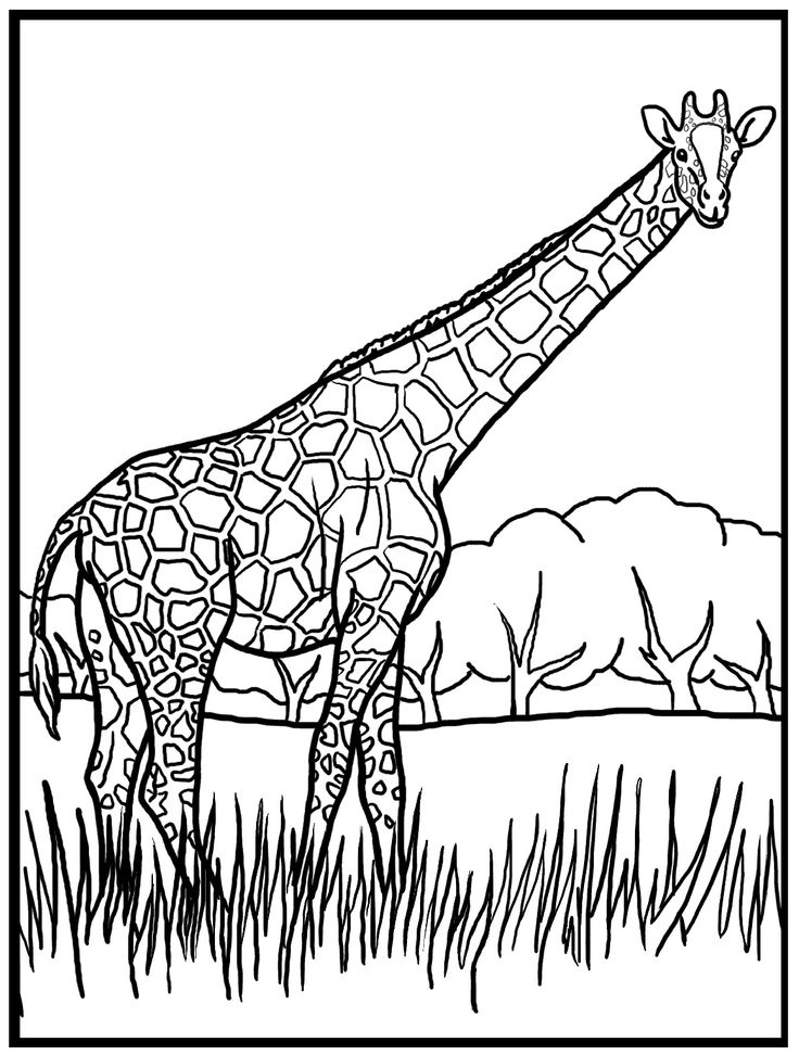 Giraffe Coloring Sheet 25