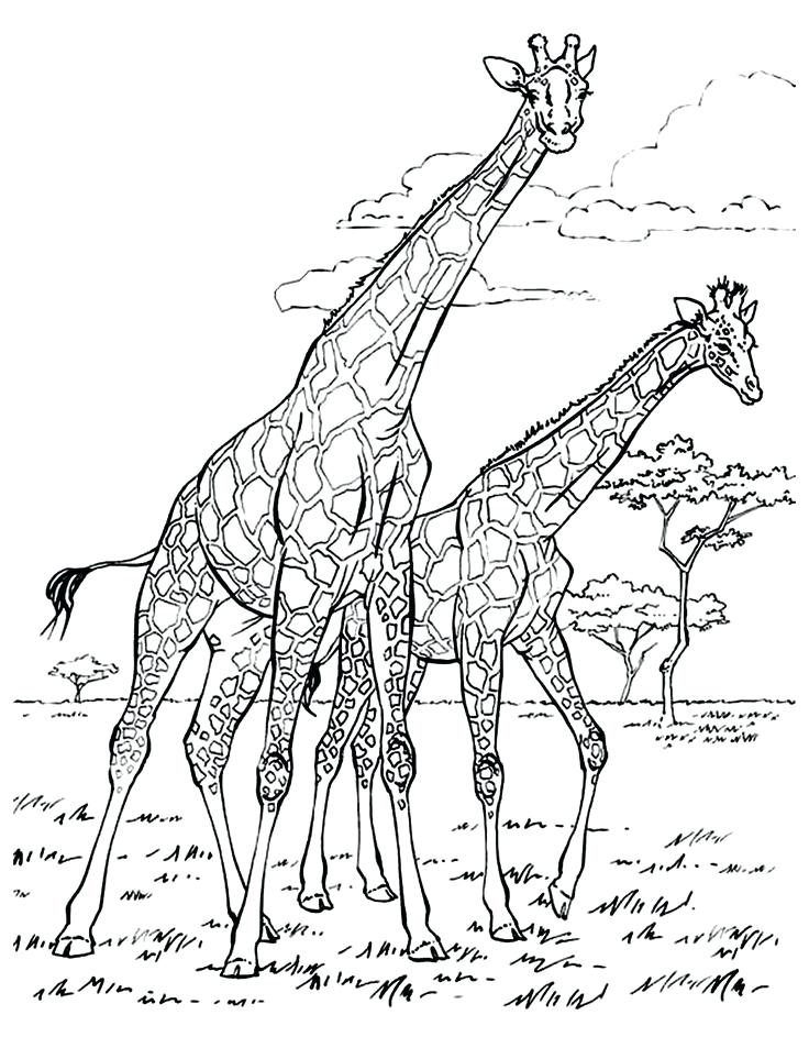 Giraffe Coloring Sheet 32