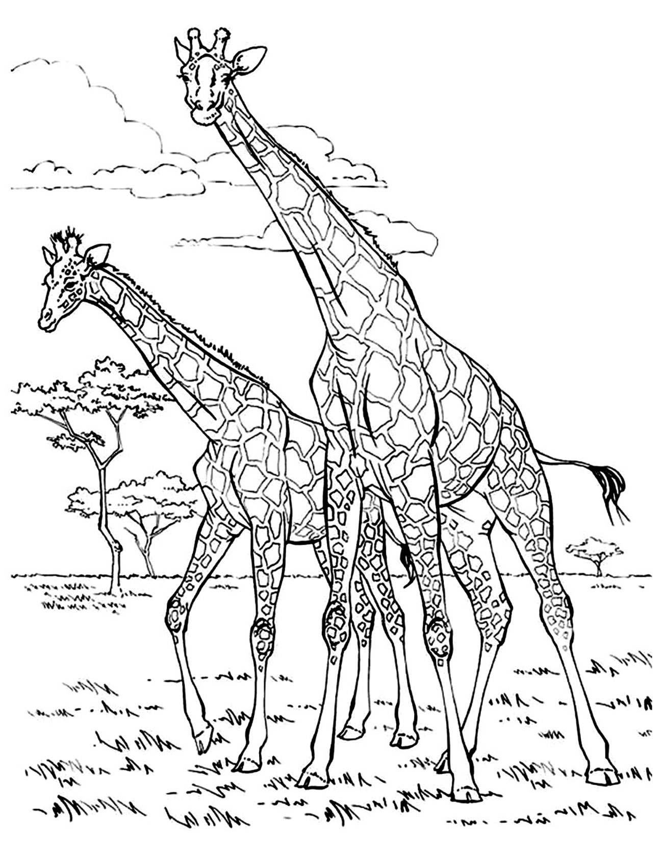 Giraffe Coloring Sheet 50