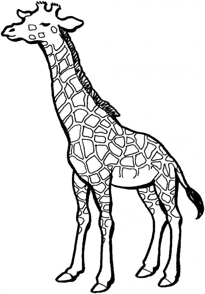 Giraffe Coloring Sheet 82