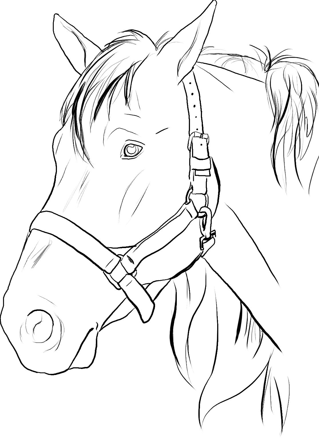 35 Free Horse Coloring Pages 17