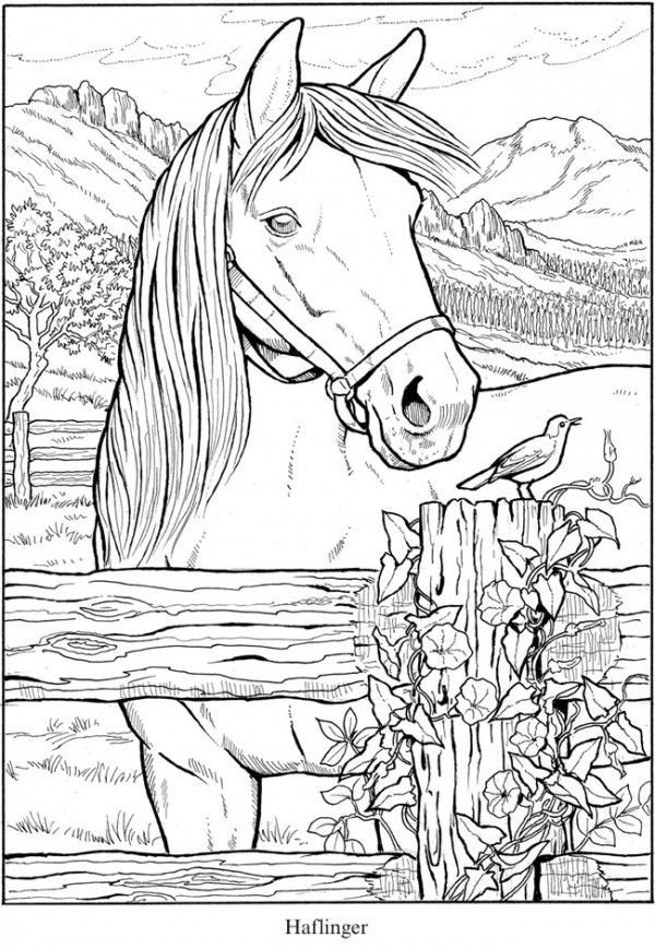 35 Free Horse Coloring Pages 19