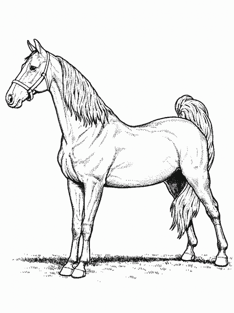 35 Free Horse Coloring Pages 59