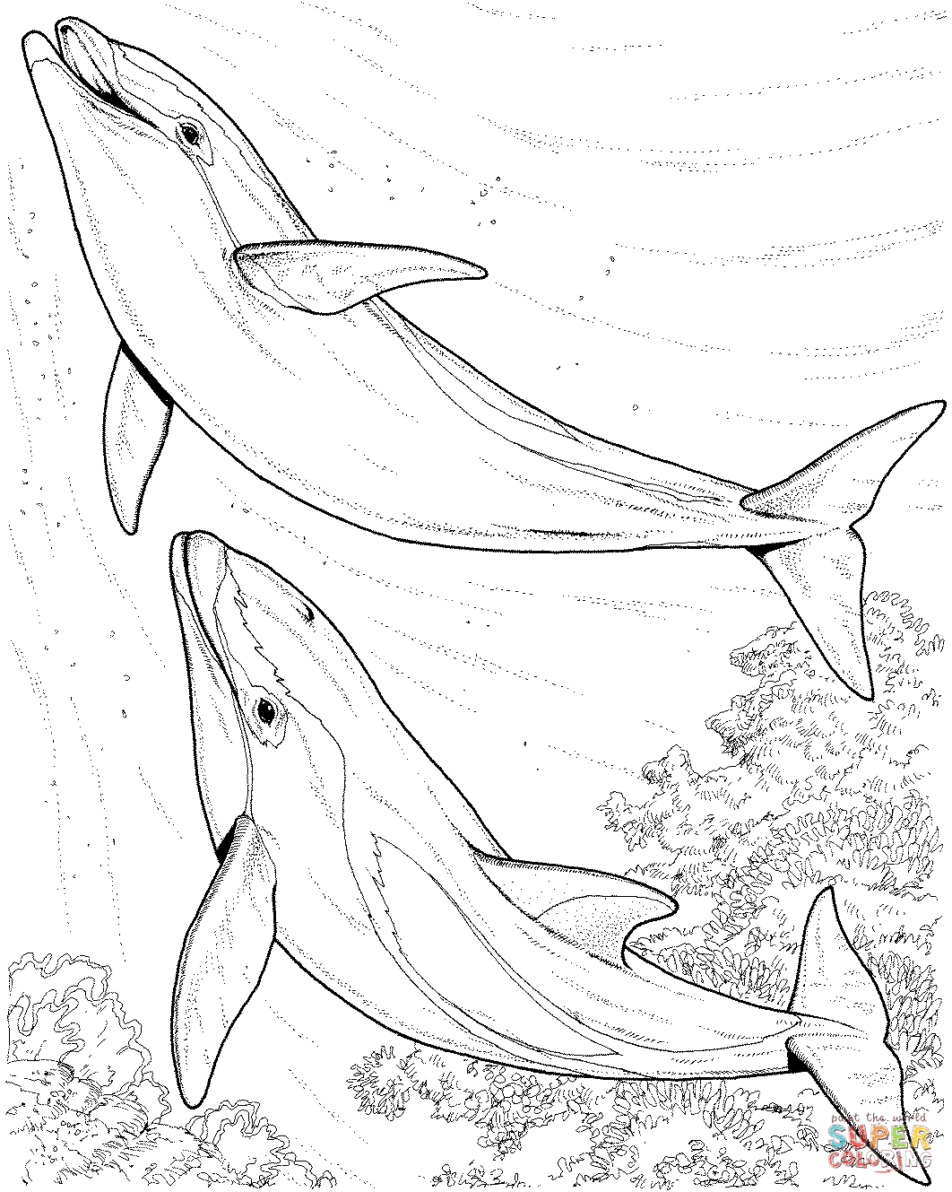 45 Dolphin Coloring Sheet 27