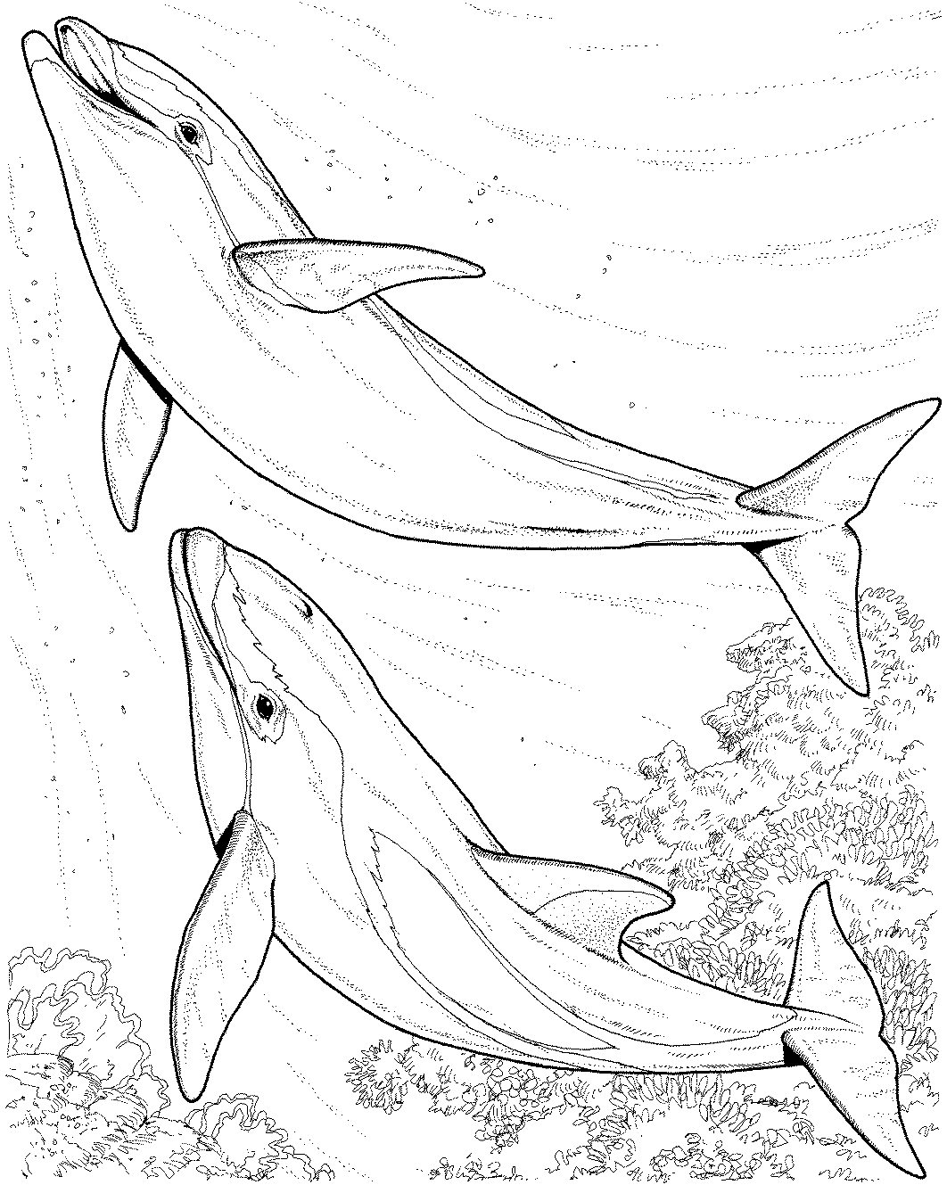 45 Dolphin Coloring Sheet 34