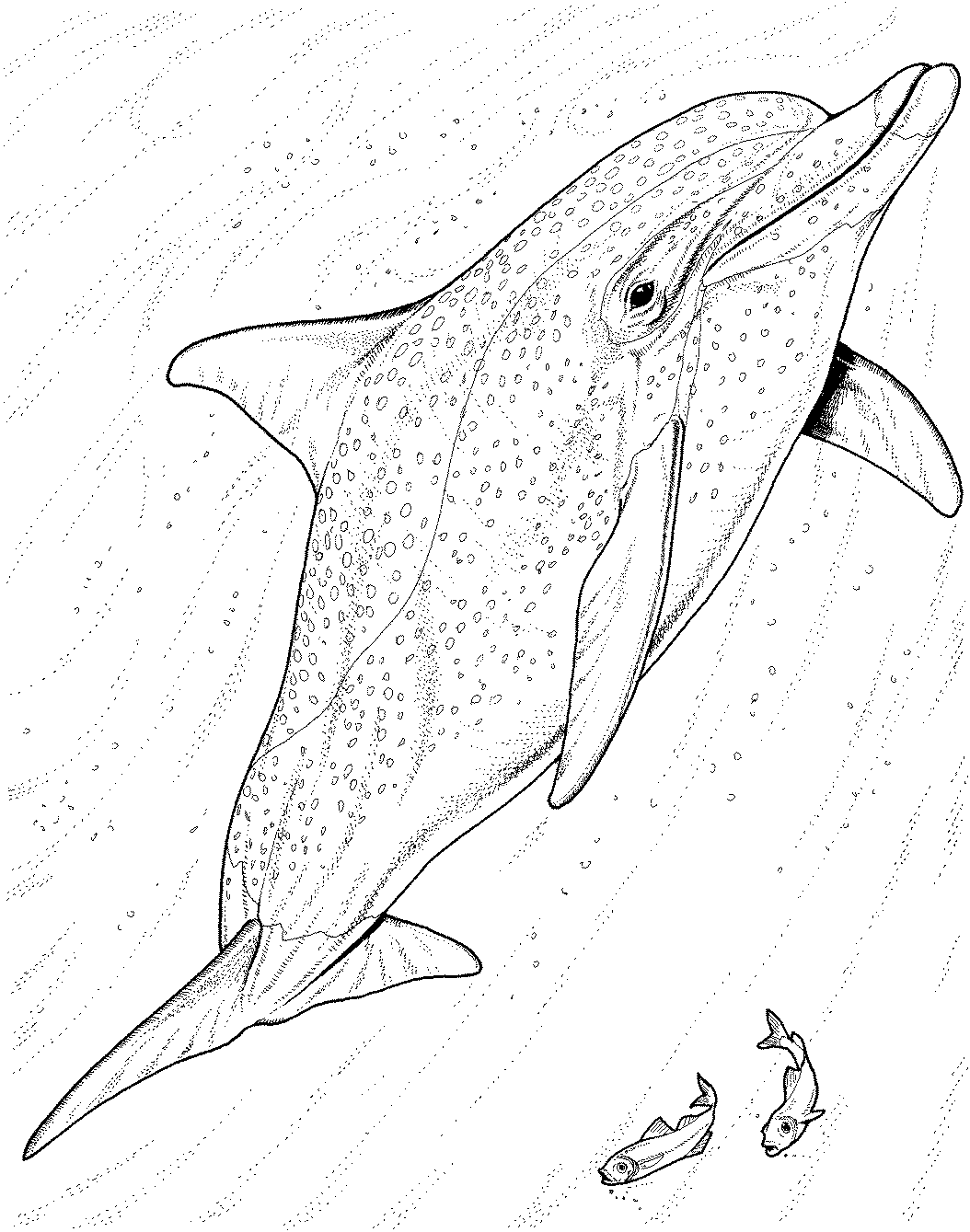 45 Dolphin Coloring Sheet 48