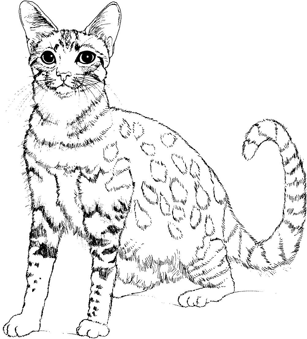 55 Cat Coloring Pages Realistic 16