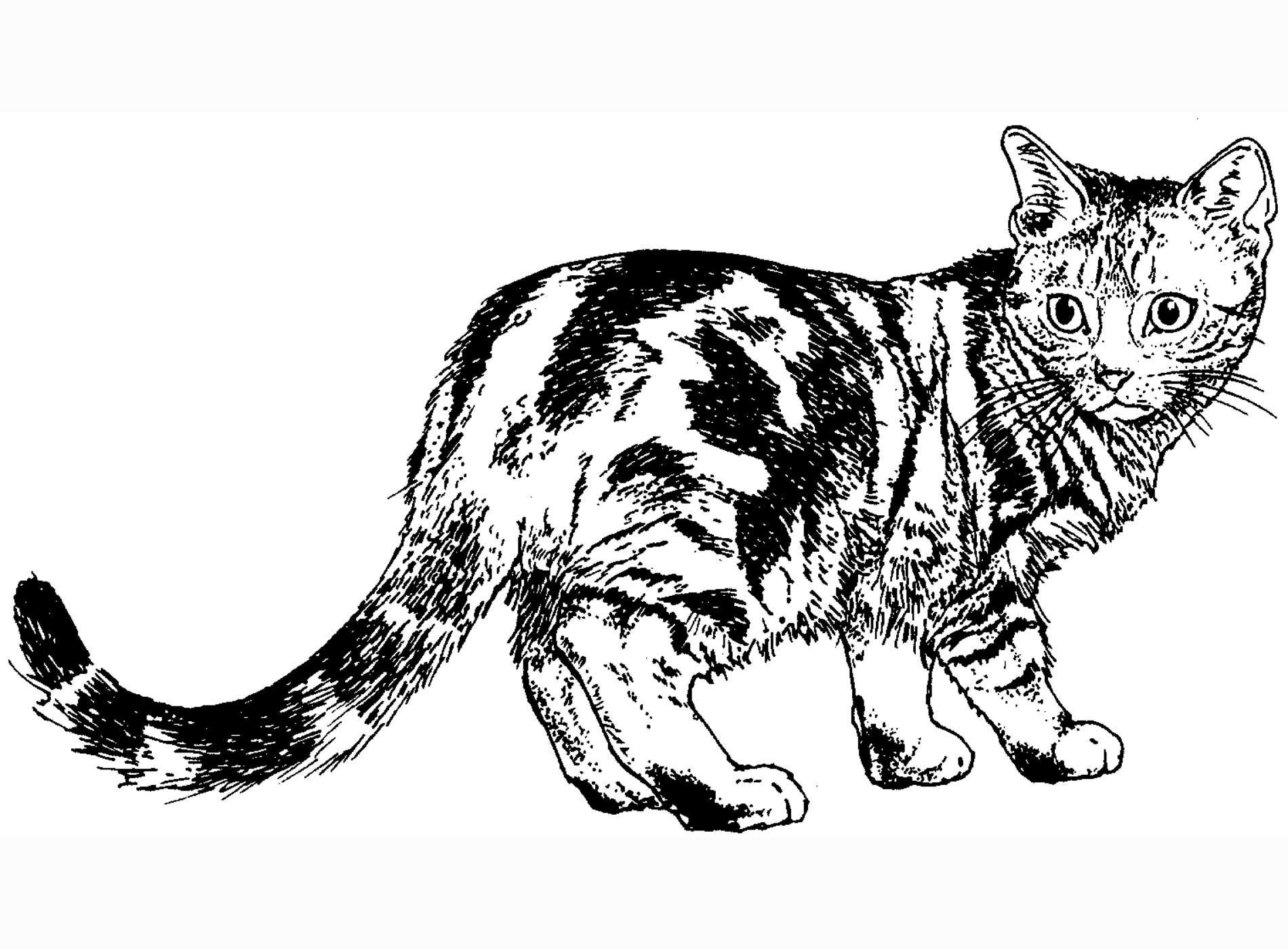 55 Cat Coloring Pages Realistic 19