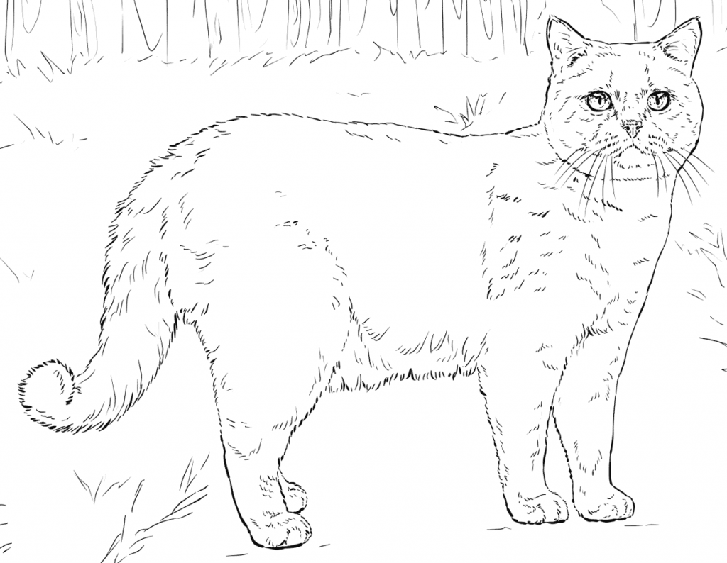 55 Cat Coloring Pages Realistic 20