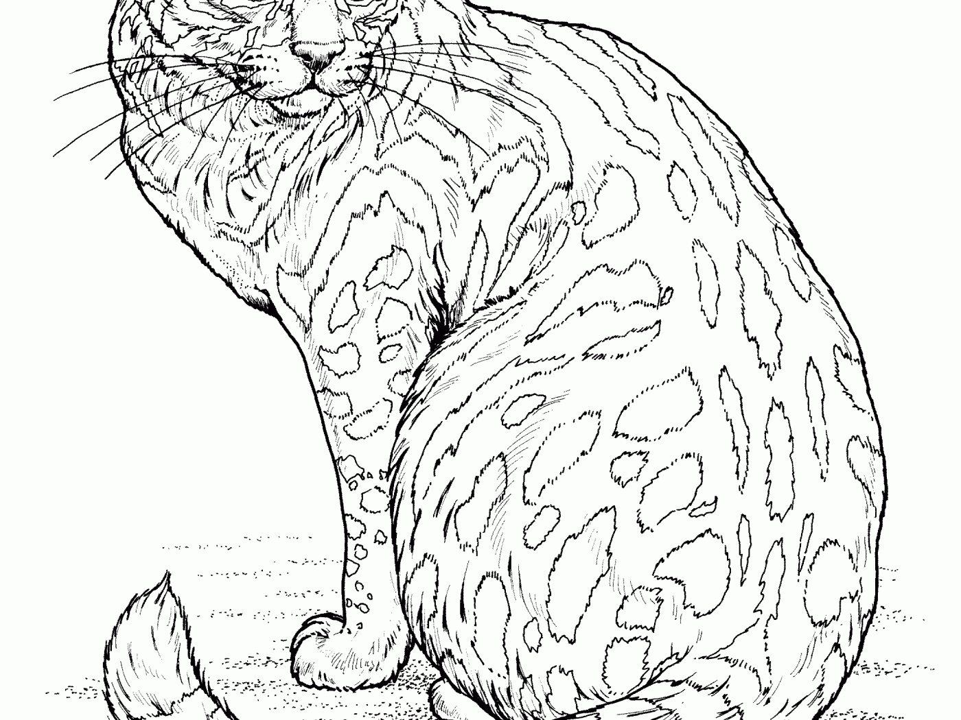 55 Cat Coloring Pages Realistic 21