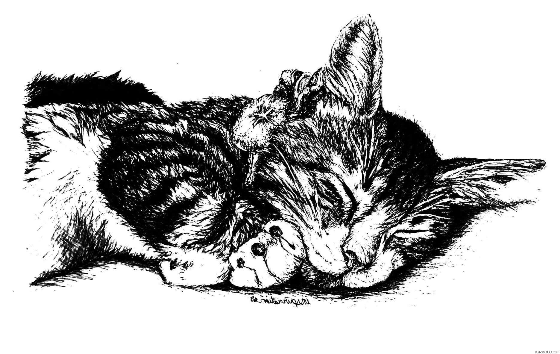 55 Cat Coloring Pages Realistic 58