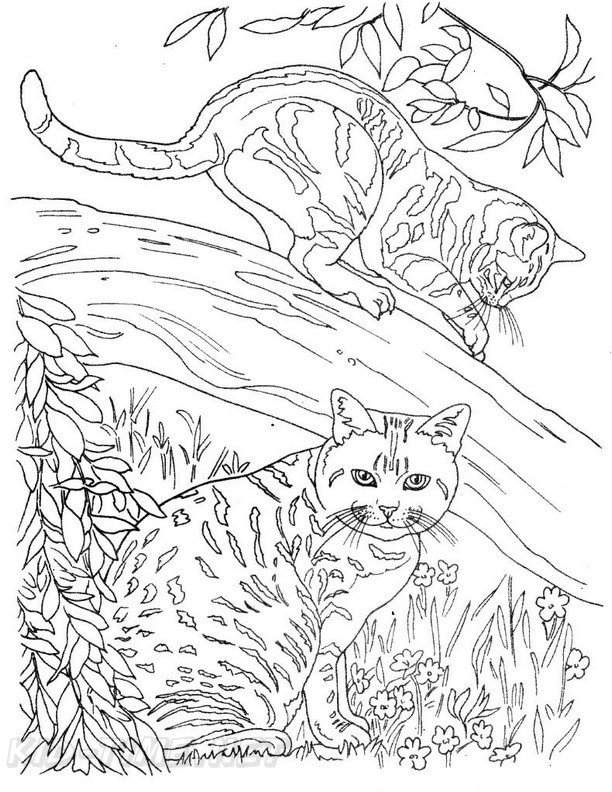 55 Cat Coloring Pages Realistic 63