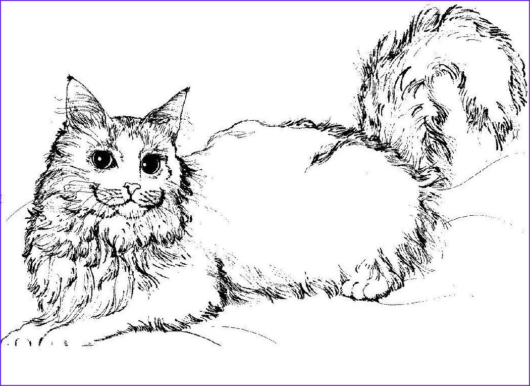 55 Cat Coloring Pages Realistic 64