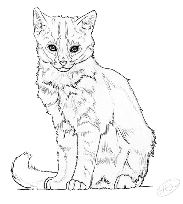 55 Cat Coloring Pages Realistic 65