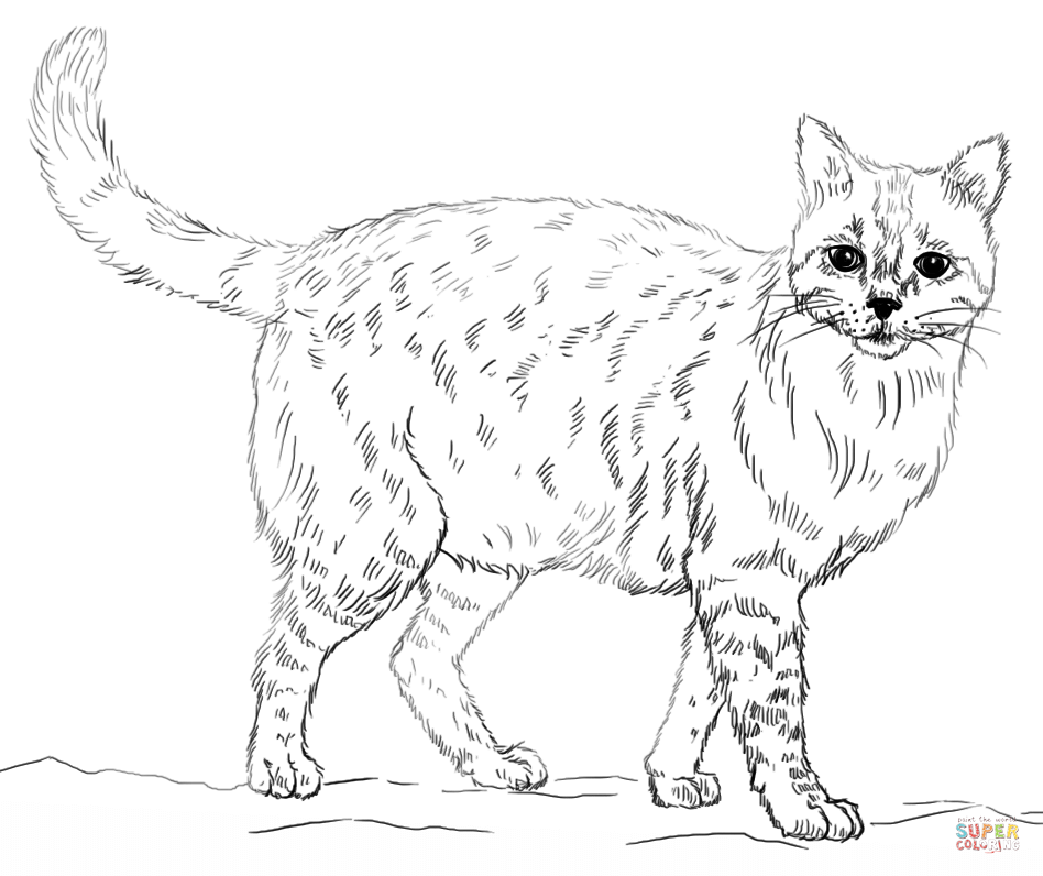 55 Cat Coloring Pages Realistic 66