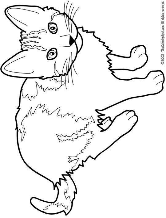 55 Cat Coloring Pages Realistic 68