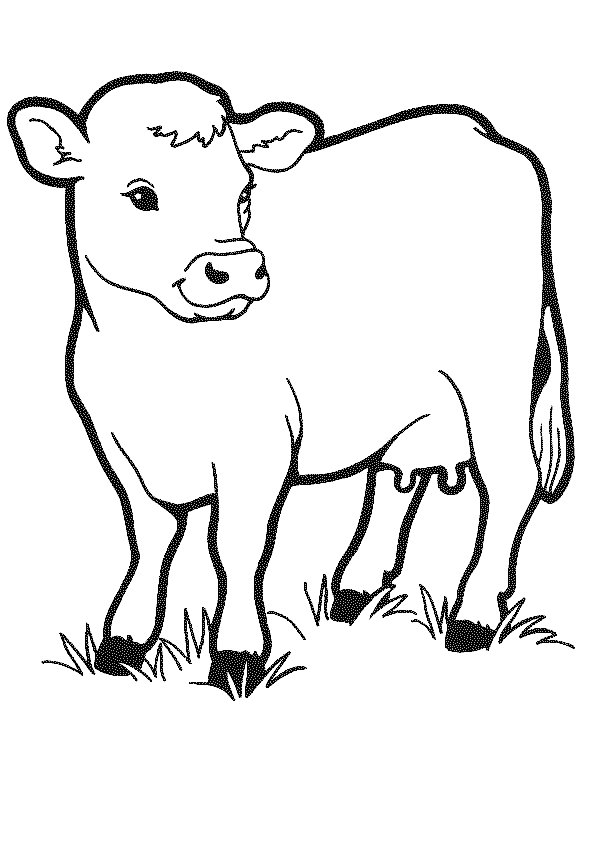 55 Coloring Pages For Cows 32