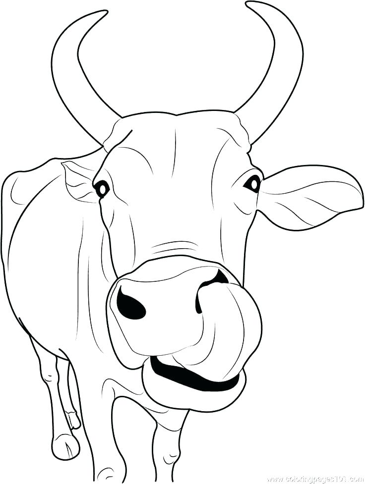 55 Coloring Pages For Cows 33