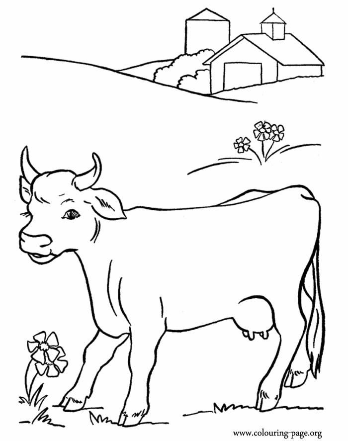 55 Coloring Pages For Cows 49