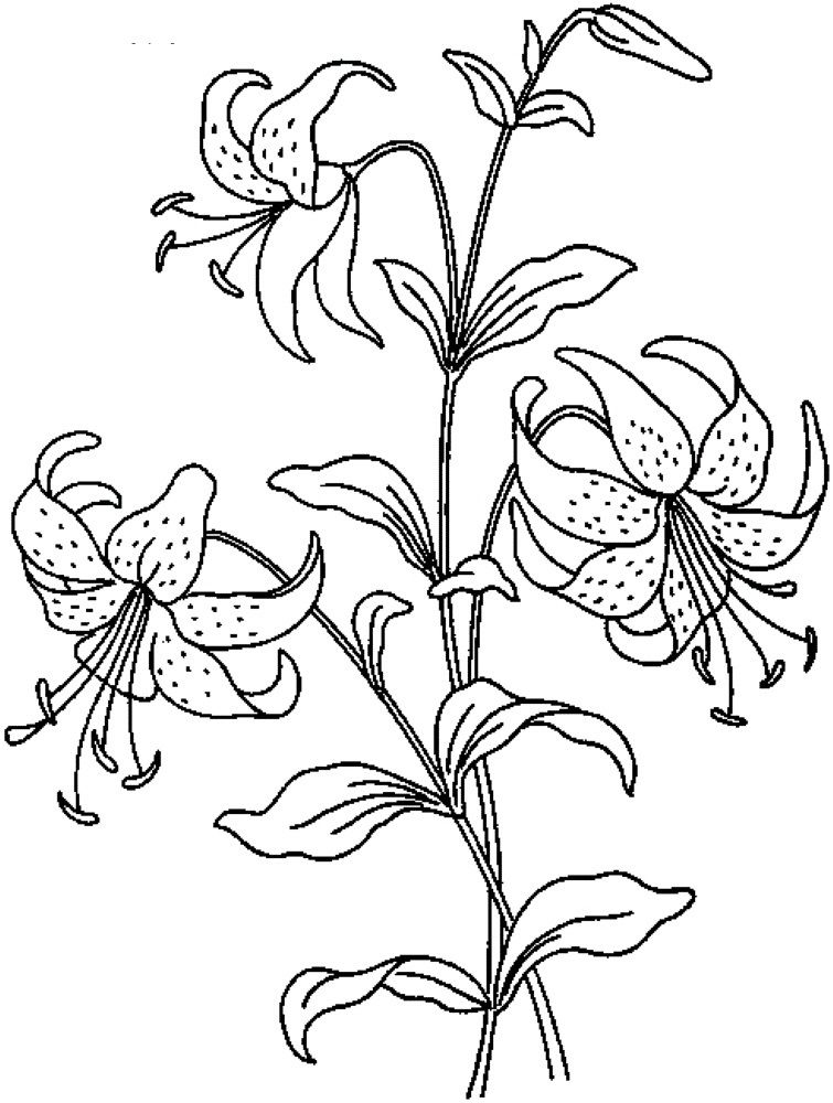 55 Realistic Flower Coloring Pages 4