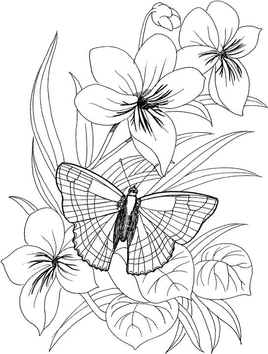 55 Realistic Flower Coloring Pages 48