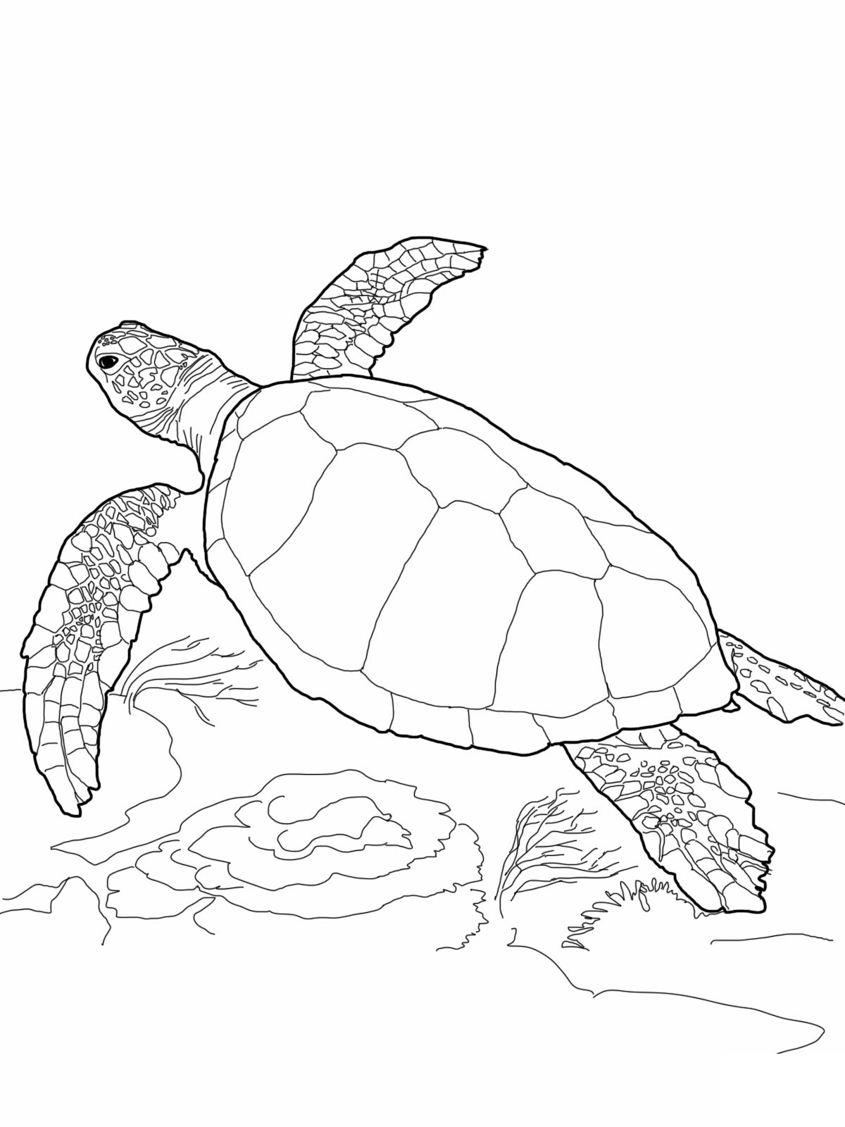 55 Sea Turtle Coloring Pages 33