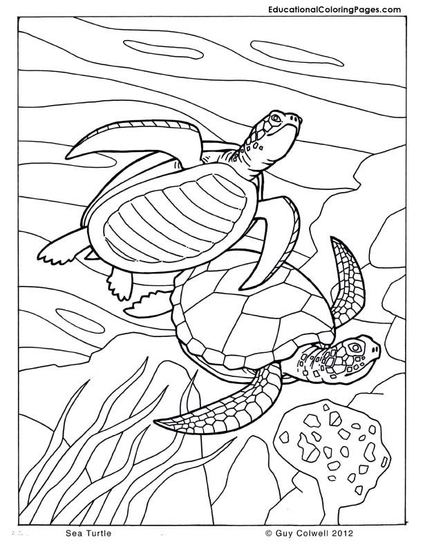 55 Sea Turtle Coloring Pages 34