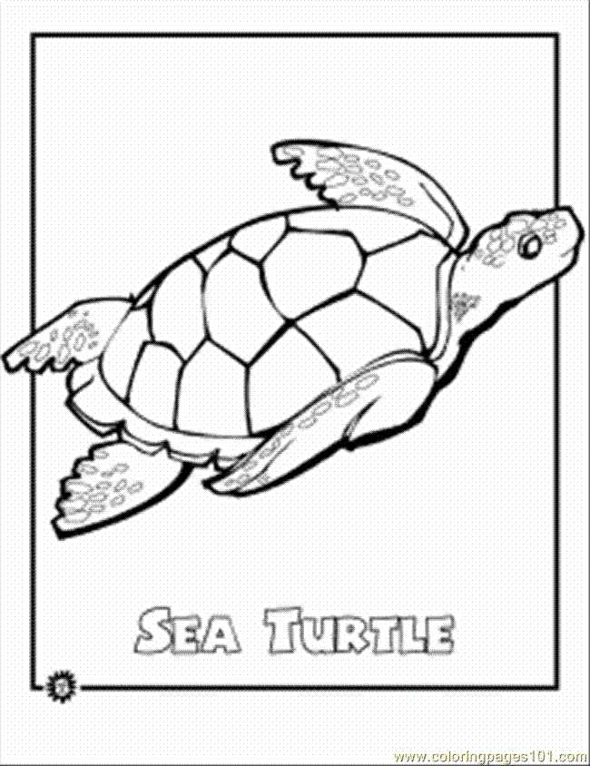 55 Sea Turtle Coloring Pages 37