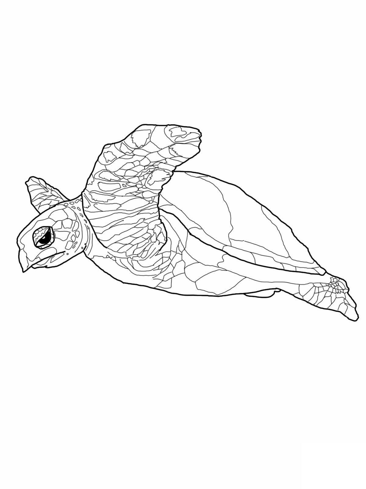 55 Sea Turtle Coloring Pages 38