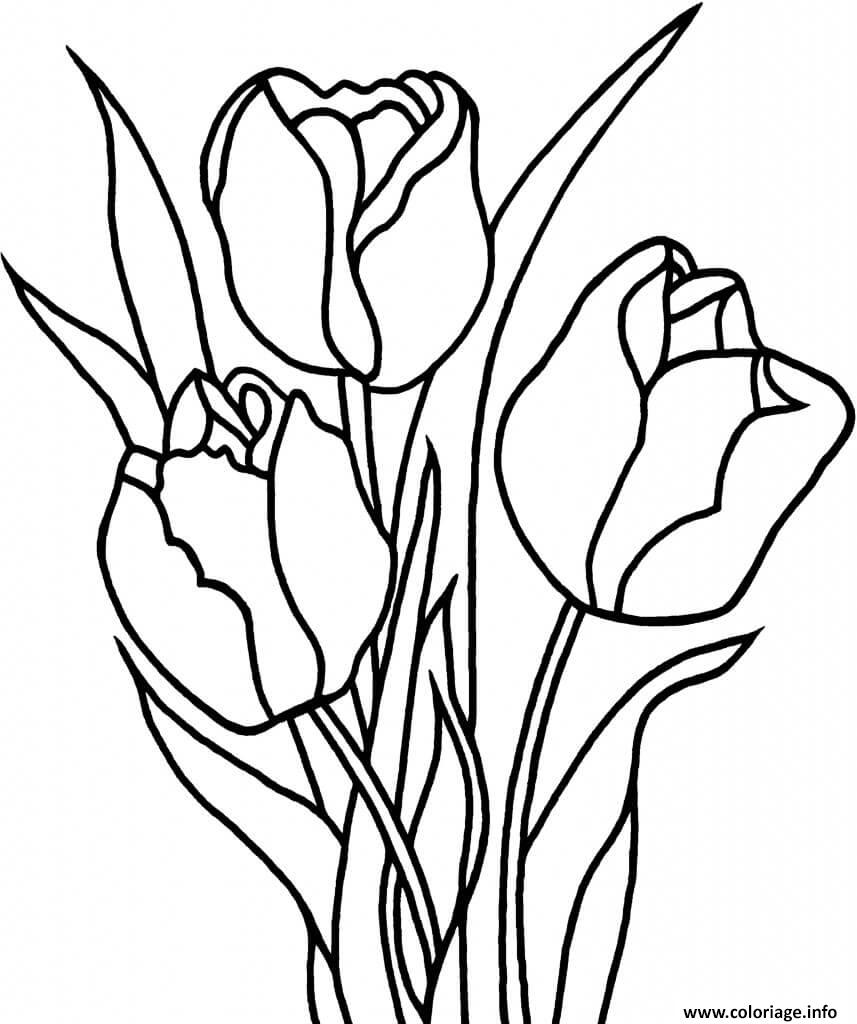 55 Tulip Coloring Pages 15