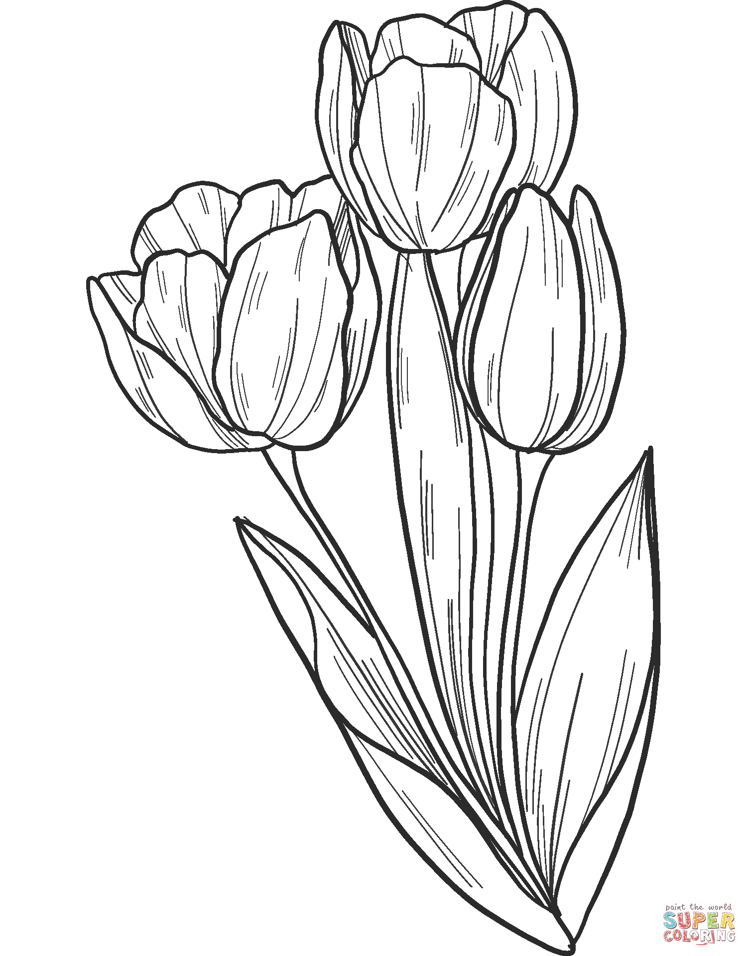 55 Tulip Coloring Pages 16