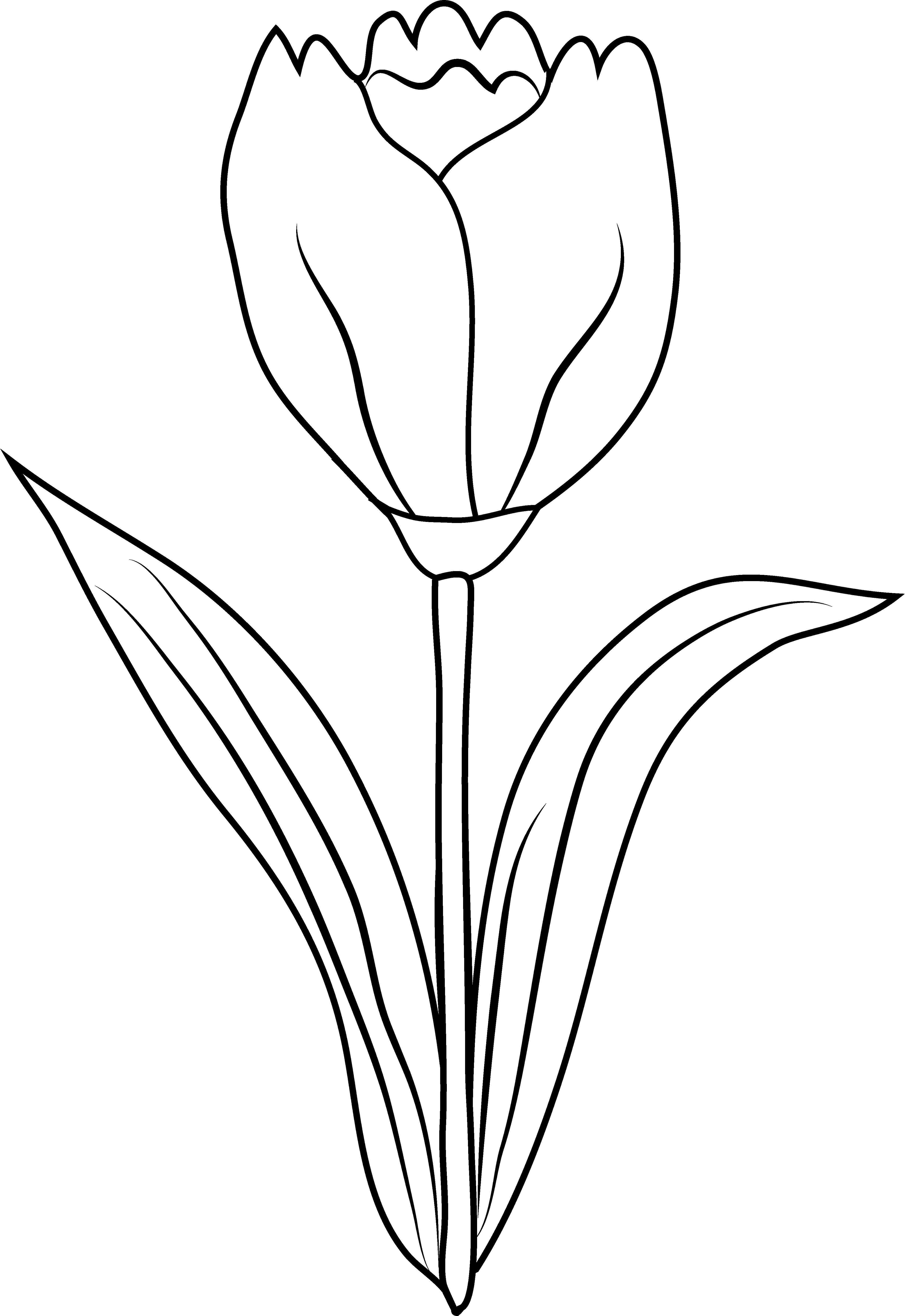 55 Tulip Coloring Pages 18