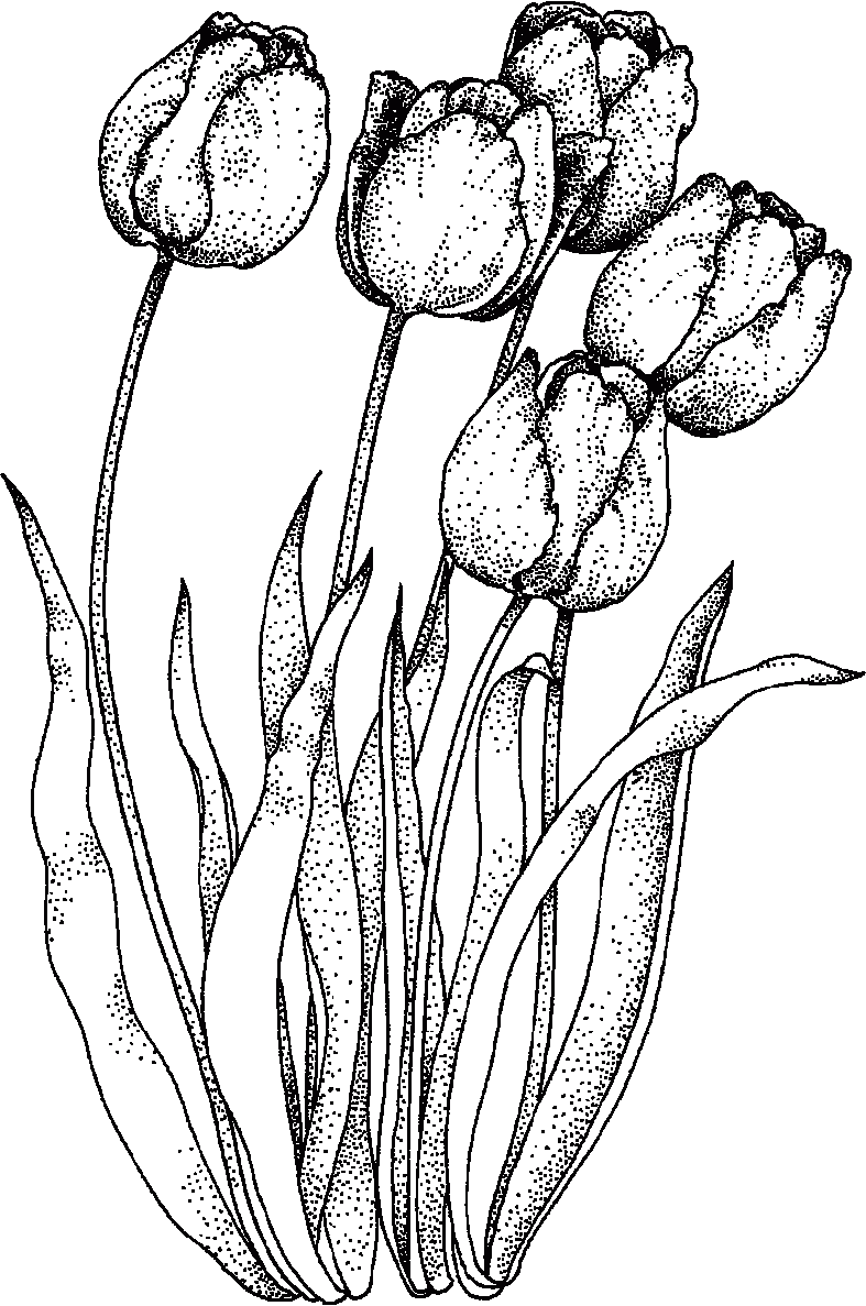 55 Tulip Coloring Pages 50