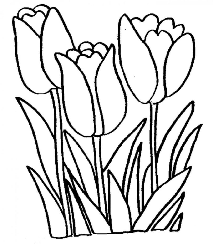 55 Tulip Coloring Pages 52